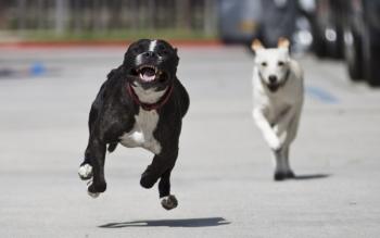 Loose Dog