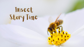 Insect Story Time