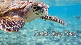Turtle Story Time