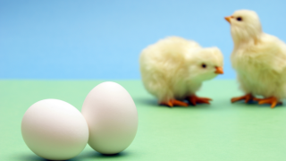 chicks and egg