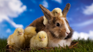 bunnies and chicks