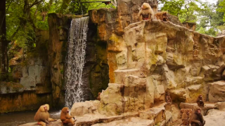 monkeys at the zoo