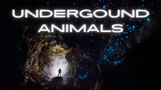 underground animals story time flyer