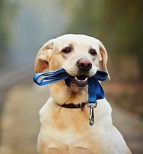 Dog Leash Image