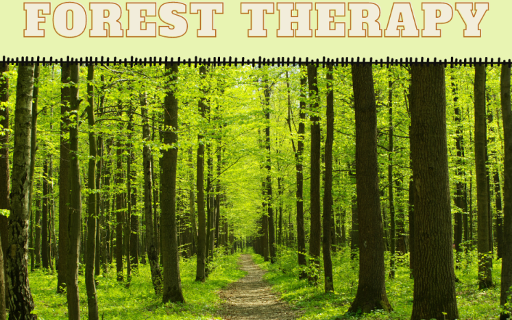 Guided Forest Therapy